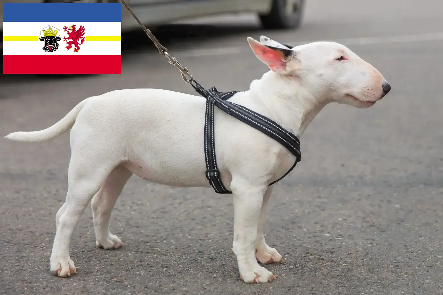 Miniature Bull Terrier kiskutyák és tenyésztők Mecklenburg-Vorpommern tartományban Itt találhat miniatűr bullterrier tenyésztőket Mecklenburg-Elő-Pomeránia területén.
