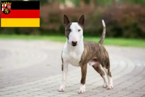 Read more about the article Miniatűr bullterrier tenyésztők és kölykök Rajna-vidék-Pfalzban