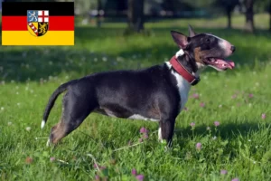 Read more about the article Miniature Bull Terrier tenyésztők és kölykök Saar-vidéken