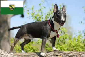 Read more about the article Miniature Bullterrier tenyésztők és kiskutyák Szászországban