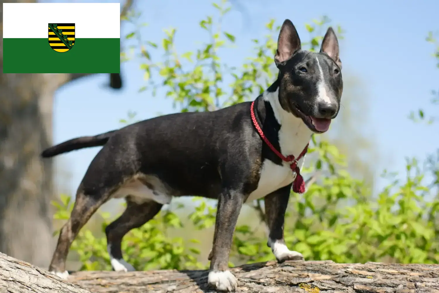 Miniature Bullterrier kiskutyák és tenyésztők Szászország Itt találsz miniatűr bullterrier tenyésztőket Szászországban.