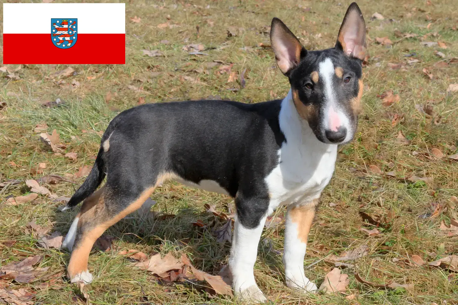 Miniature Bull Terrier kiskutyák és tenyésztők Türingia Itt találhat miniatűr bullterrier tenyésztőket Türingiában.