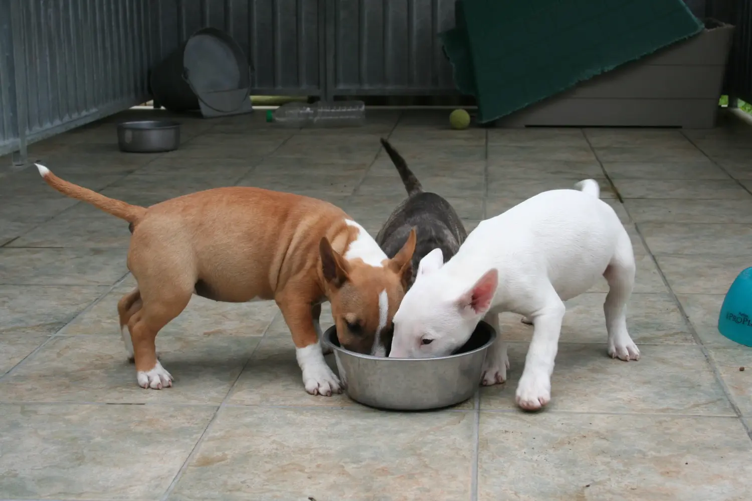 Egy miniatűr bullterrier kölyökkutya megvásárlása felelősségvállalást jelent! Vásároljon miniatűr bullterrier kiskutyákat.
