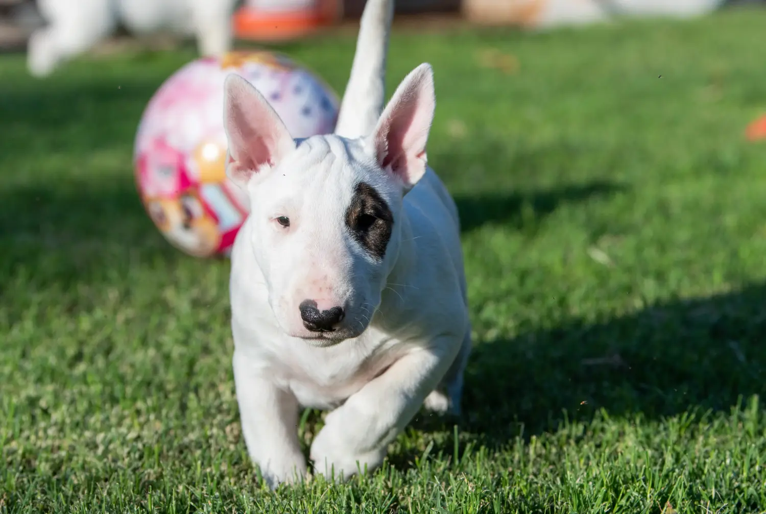 Egy miniatűr bullterrier kölyökkutya megvásárlása felelősségvállalást jelent! Vásároljon miniatűr bullterrier kiskutyákat.