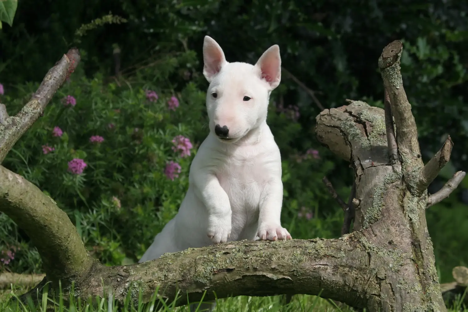 Egy miniatűr bullterrier kölyökkutya megvásárlása felelősségvállalást jelent! Vásároljon miniatűr bullterrier kiskutyákat.