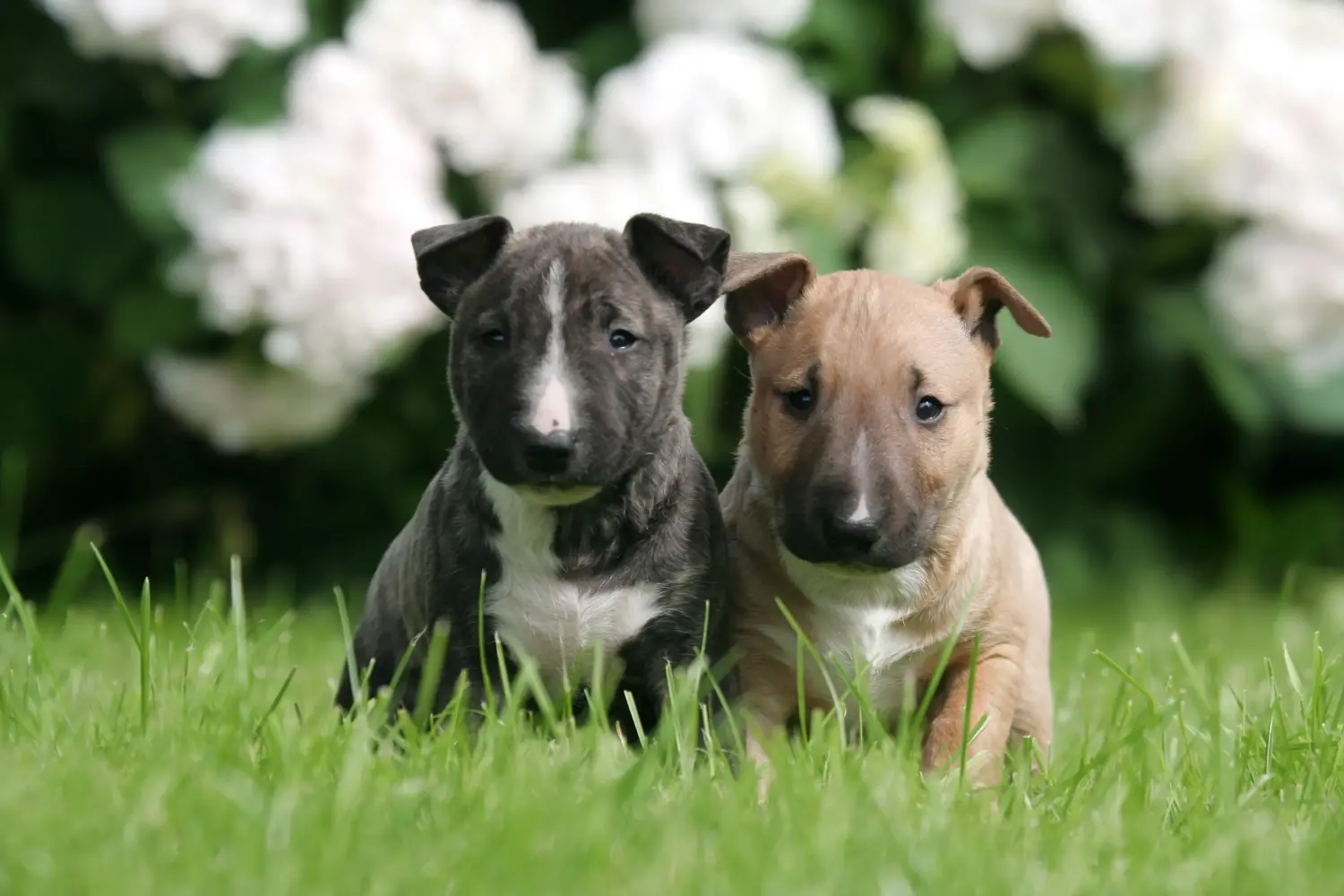 Egy miniatűr bullterrier kölyökkutya megvásárlása felelősségvállalást jelent! Vásároljon miniatűr bullterrier kiskutyákat.