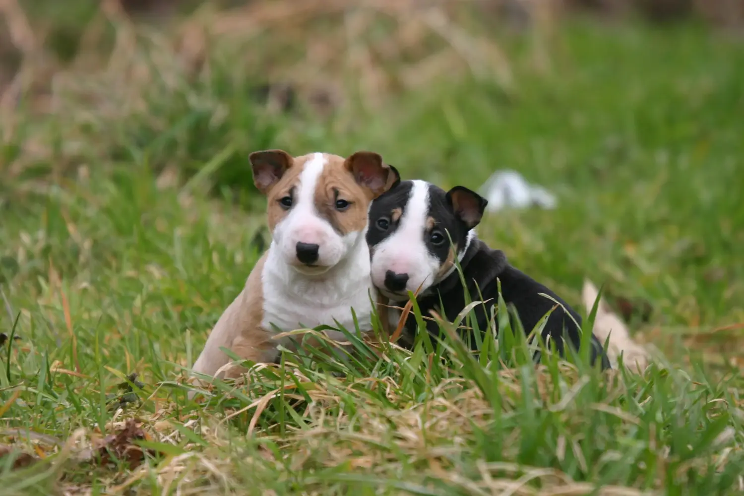 Egy miniatűr bullterrier kölyökkutya megvásárlása felelősségvállalást jelent! Vásároljon miniatűr bullterrier kiskutyákat.