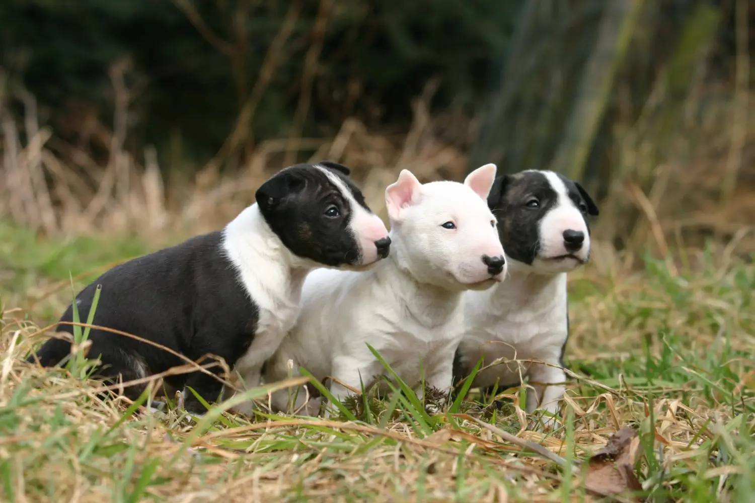 Egy miniatűr bullterrier kölyökkutya megvásárlása felelősségvállalást jelent! Vásároljon miniatűr bullterrier kiskutyákat.
