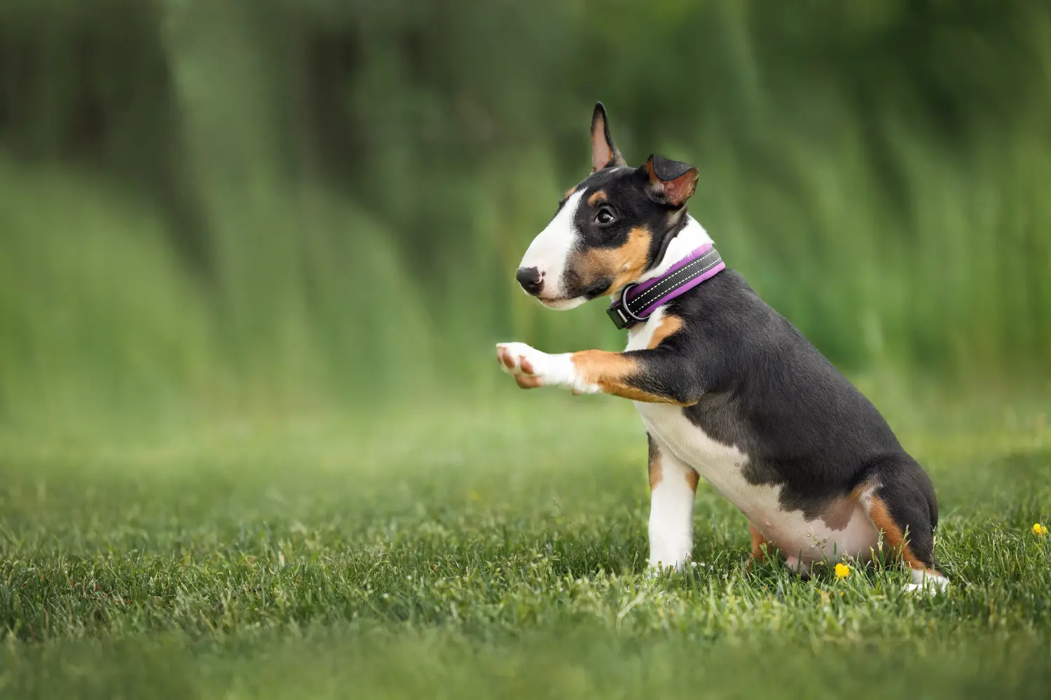 Egy miniatűr bullterrier kölyökkutya megvásárlása felelősségvállalást jelent! Vásároljon miniatűr bullterrier kiskutyákat.
