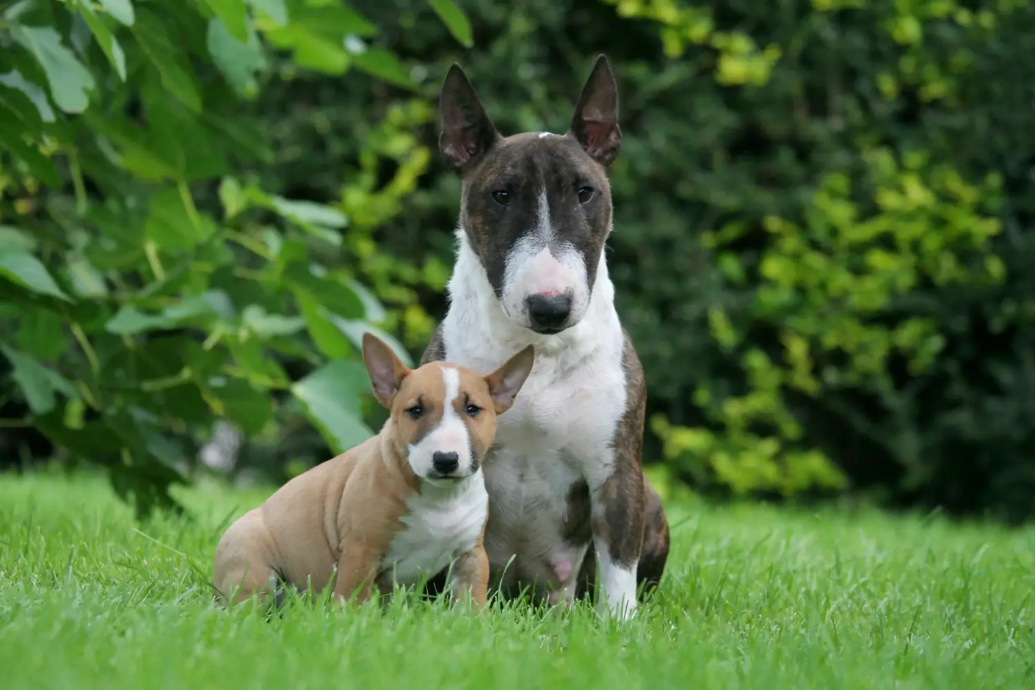 Egy miniatűr bullterrier kölyökkutya megvásárlása felelősségvállalást jelent! Vásároljon miniatűr bullterrier kiskutyákat.