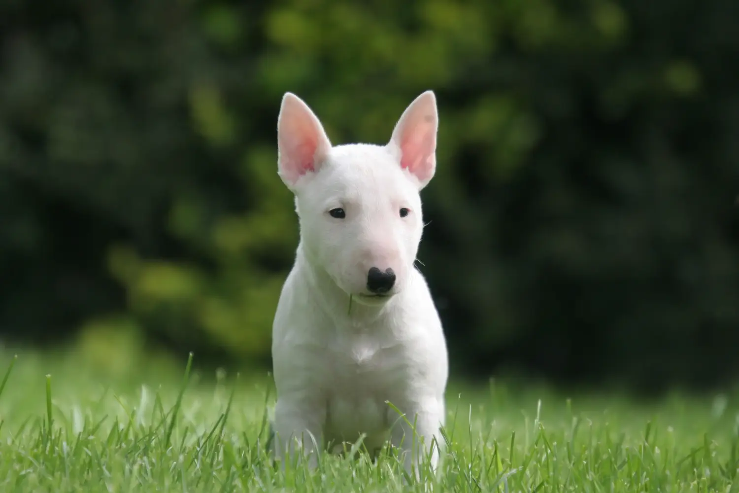 Egy miniatűr bullterrier kölyökkutya megvásárlása felelősségvállalást jelent! Vásároljon miniatűr bullterrier kiskutyákat.