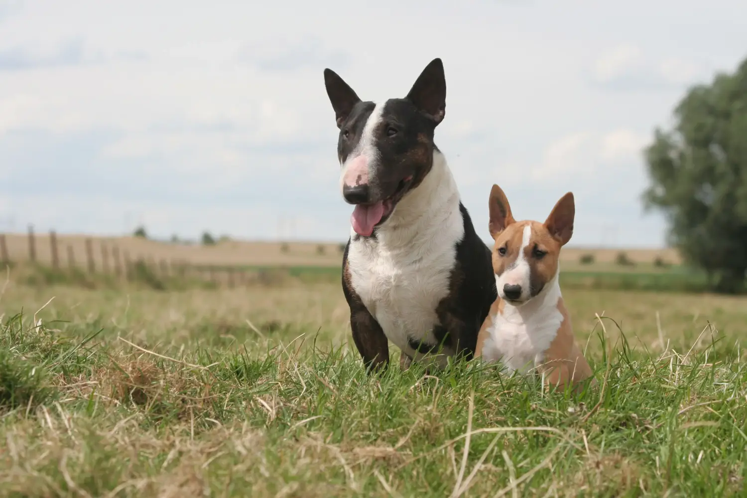 Egy miniatűr bullterrier kölyökkutya megvásárlása felelősségvállalást jelent! Vásároljon miniatűr bullterrier kiskutyákat.