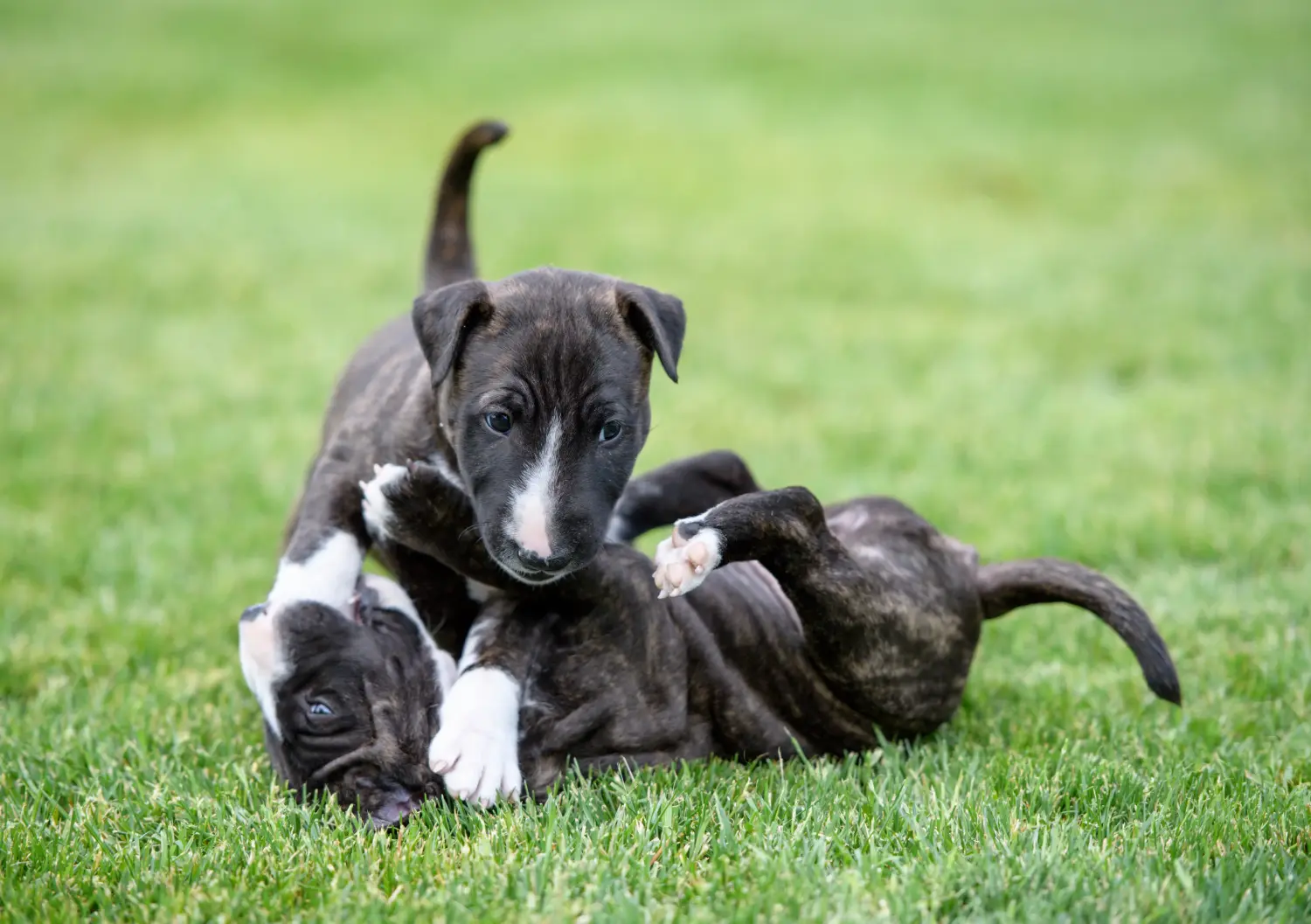 Egy miniatűr bullterrier kölyökkutya megvásárlása felelősségvállalást jelent! Vásároljon miniatűr bullterrier kiskutyákat.