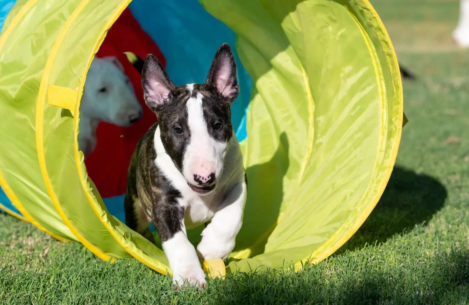 Egy miniatűr bullterrier kölyökkutya megvásárlása felelősségvállalást jelent! Vásároljon miniatűr bullterrier kiskutyákat.