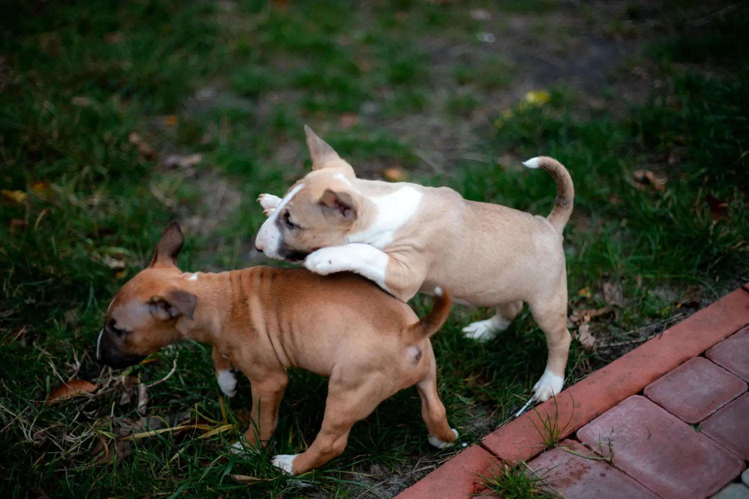 Egy miniatűr bullterrier kölyökkutya megvásárlása felelősségvállalást jelent! Vásároljon miniatűr bullterrier kiskutyákat.