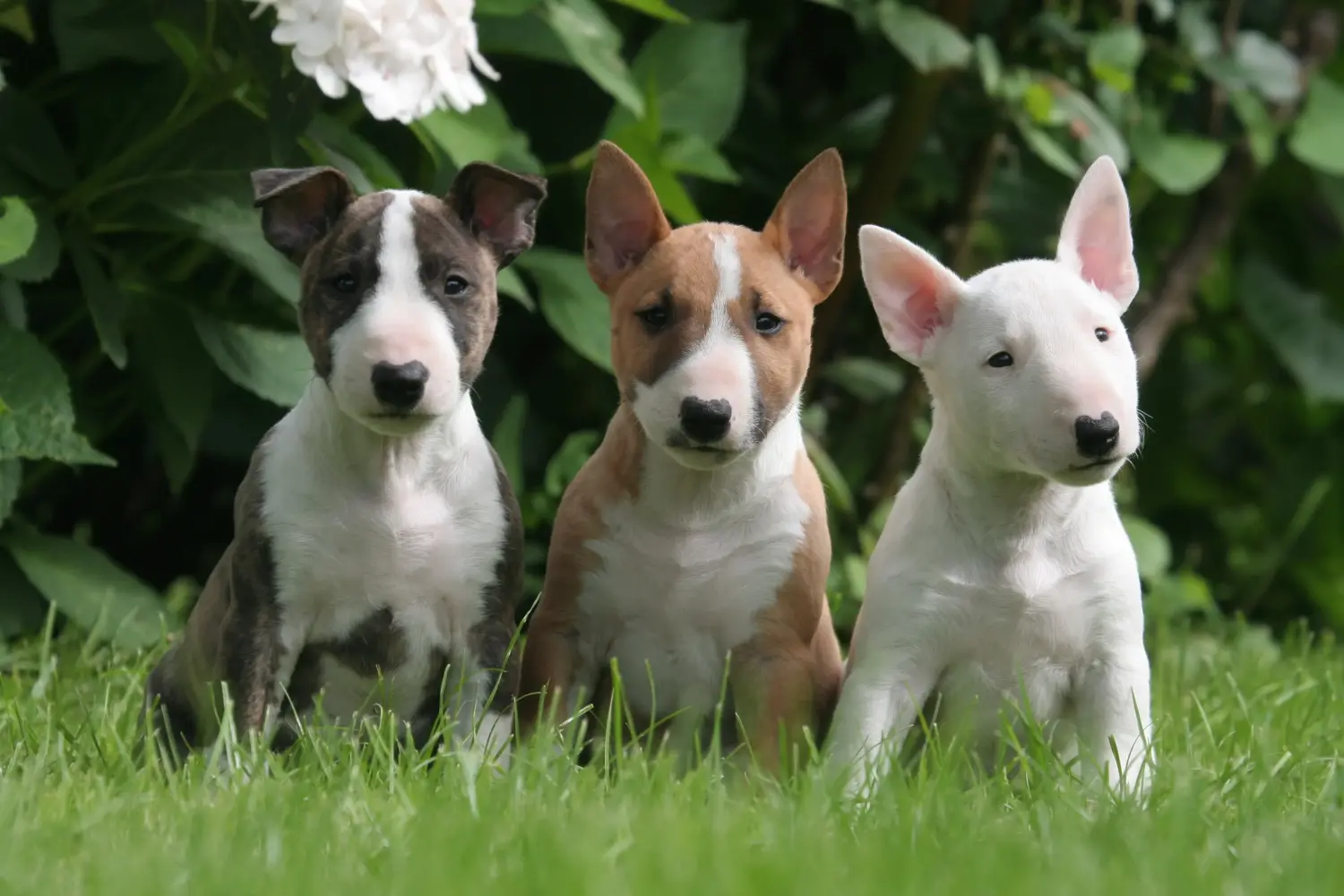 Egy miniatűr bullterrier kölyökkutya megvásárlása felelősségvállalást jelent! Vásároljon miniatűr bullterrier kiskutyákat.