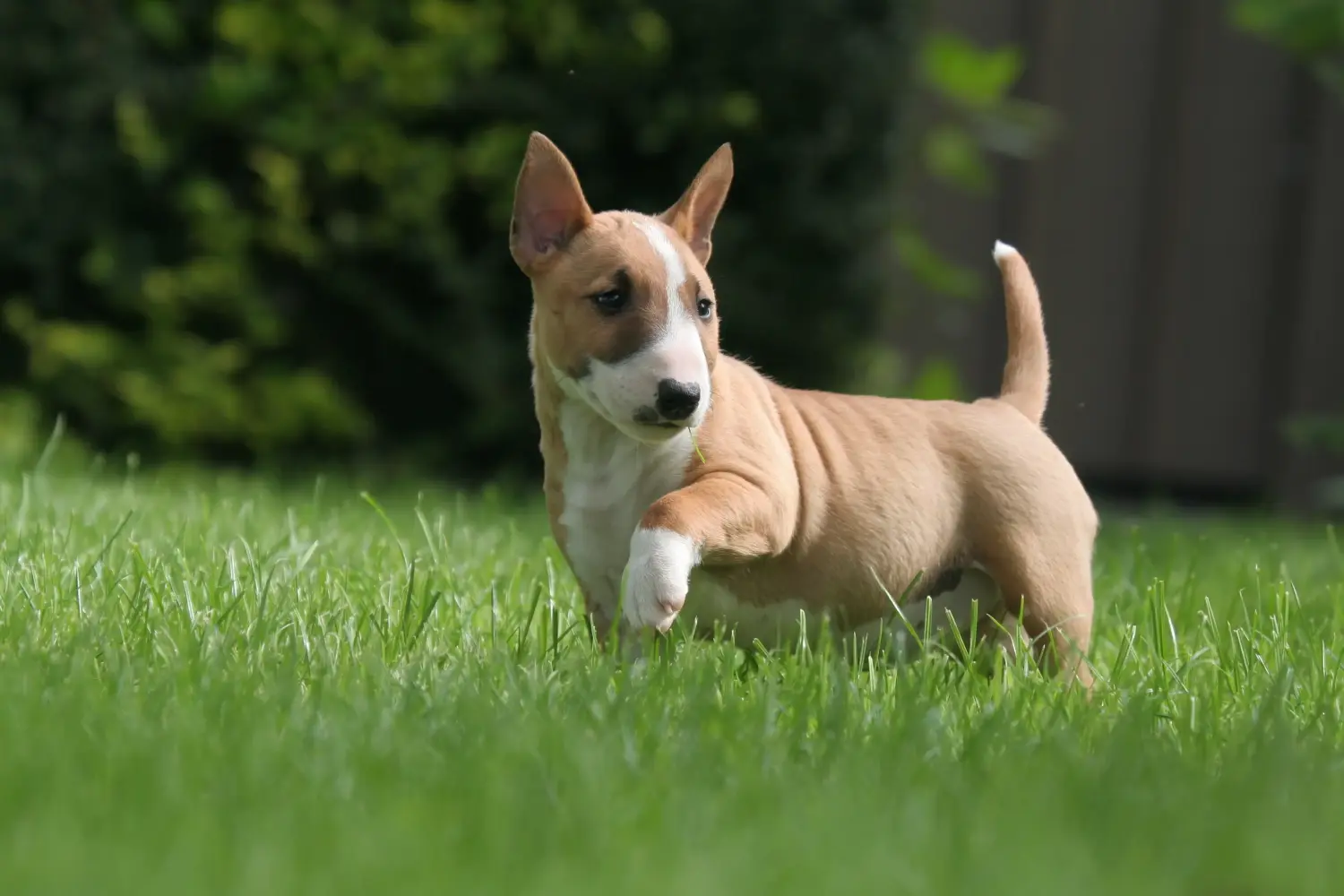 Egy miniatűr bullterrier kölyökkutya megvásárlása felelősségvállalást jelent! Vásároljon miniatűr bullterrier kiskutyákat.