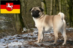 Read more about the article Mopsz tenyésztők és kiskutyák Alsó-Szászországban