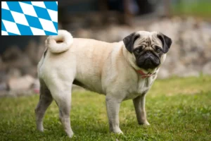 Read more about the article Mopsz tenyésztők és kiskutyák Bajorországban