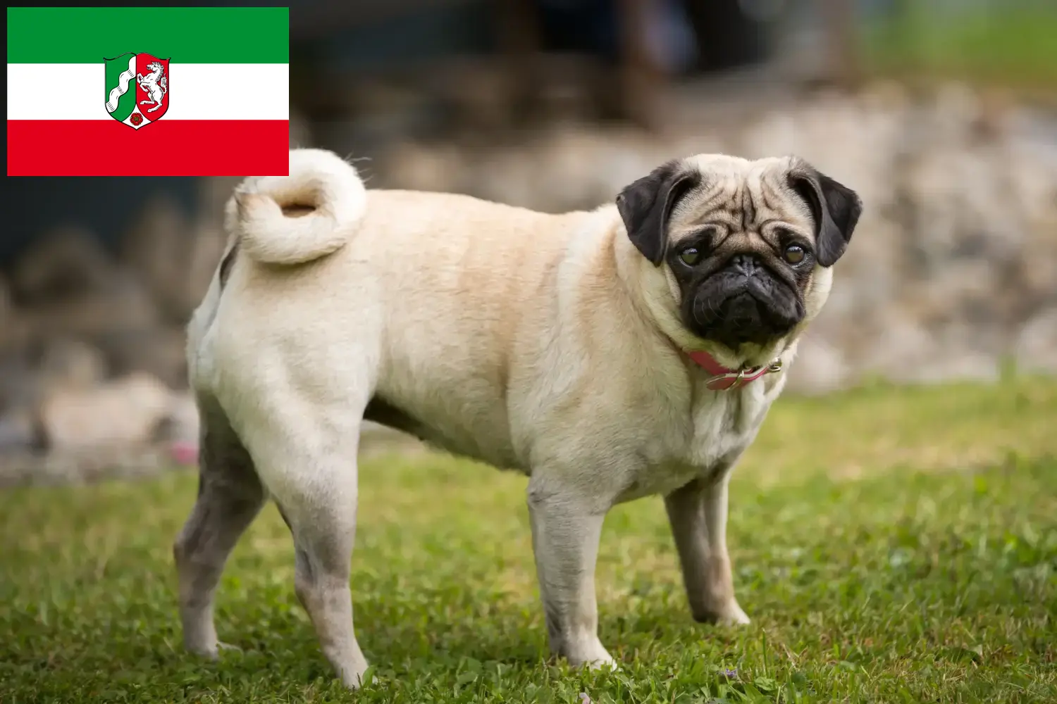 Mopsz kölyökkutyák és tenyésztők Észak-Rajna-Vesztfália Itt mopsztenyésztőket talál Észak-Rajna-Vesztfália területén.