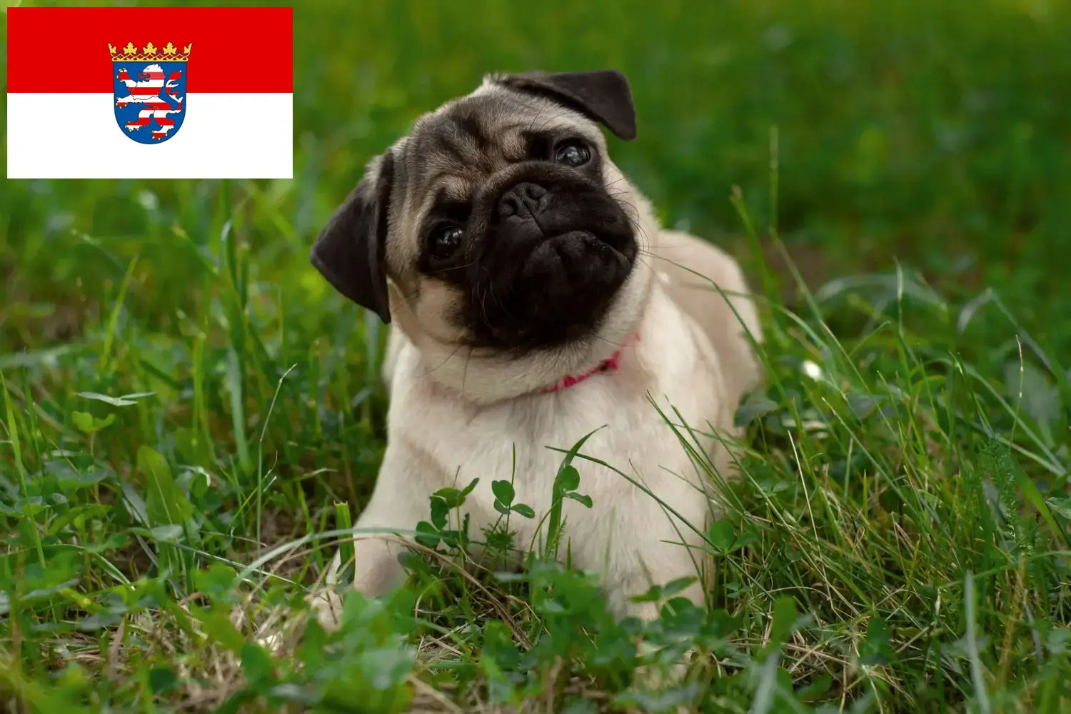 Mopsz kiskutyák és tenyésztők Hessen Itt talál mopsz tenyésztőket Hessenben.