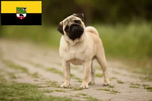 Read more about the article Mopsz tenyésztők és kölykök Szász-Anhaltban
