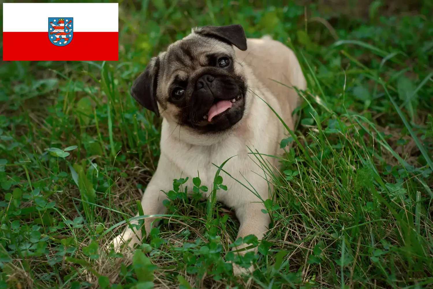 Mopsz kiskutyák és tenyésztők Thüringia Itt talál mopsz tenyésztőket Türingiában.