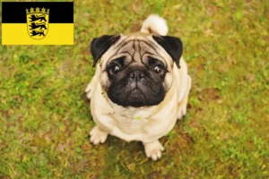 Read more about the article Mopsz tenyésztők és kölykök Baden-Württembergben