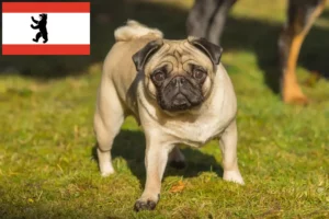 Read more about the article Mopsz tenyésztők és kölykök Berlinben