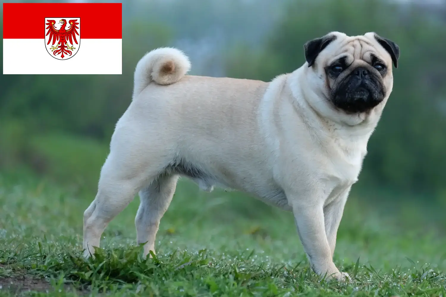 Mopsz kiskutyák és tenyésztők Brandenburg Itt mopsz tenyésztőket talál Brandenburgban.