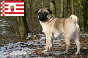 Read more about the article Mopsz tenyésztő és kölykök Brémában