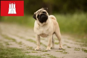 Read more about the article Mopsz tenyésztők és kölykök Hamburgban