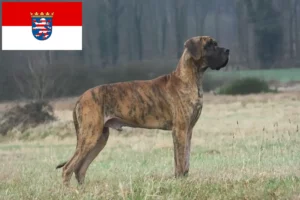 Read more about the article Német dog tenyésztők és kölykök Hessenben