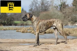 Read more about the article Német dog tenyésztők és kölykök Baden-Württembergben