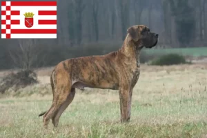 Read more about the article Német dog tenyésztő és kölykök Brémában