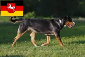 Read more about the article Nagy svájci hegyikutya tenyésztő és kölykök Alsó-Szászországban