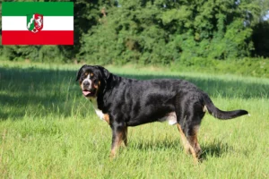 Read more about the article Nagy svájci hegyikutya tenyésztő és kölykök Észak-Rajna-Vesztfália területén
