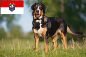 Read more about the article Nagy svájci hegyikutya tenyésztő és kölykök Hessenben