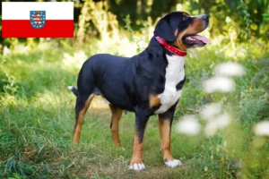 Read more about the article Svájci hegyikutya tenyésztő és kölykök Türingiában