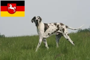 Read more about the article Német dog tenyésztők és kiskutyák Alsó-Szászországban
