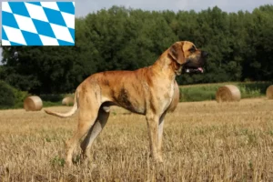 Read more about the article Bajorországi dán dog tenyésztők és kiskutyák
