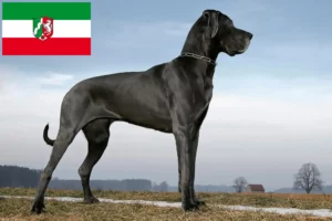 Read more about the article Német dog tenyésztők és kiskutyák Észak-Rajna-Vesztfália területén