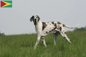 Read more about the article Guyana-i dán dog tenyésztők és kölykök
