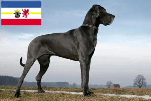 Read more about the article Német dog tenyésztők és kiskutyák Mecklenburg-Vorpommern tartományban