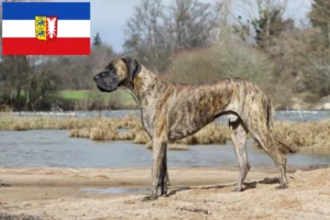 Read more about the article Német dog tenyésztők és kiskutyák Schleswig-Holstein tartományban