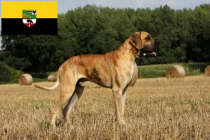 Read more about the article Német dog tenyésztők és kölykök Szász-Anhaltban