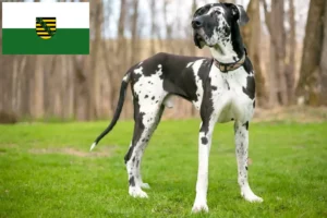 Read more about the article Német dog tenyésztők és kiskutyák Szászországban
