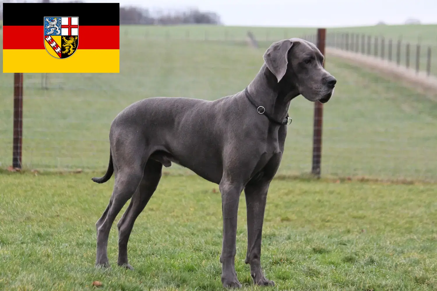 Saar-vidéki dán dog kölykök és tenyésztők Itt megtalálhatja a Saar-vidéki dán dog tenyésztőket.