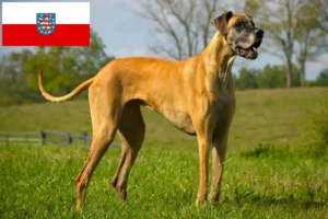 Read more about the article Német dog tenyésztők és kölykök Türingiában