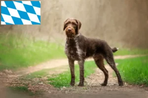 Read more about the article Deutsch Drahthaar tenyésztők és kiskutyák Bajorországban